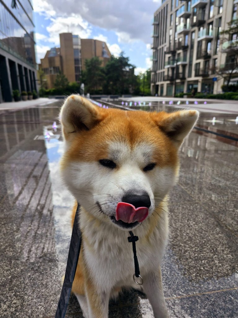 RF Canine client 33
