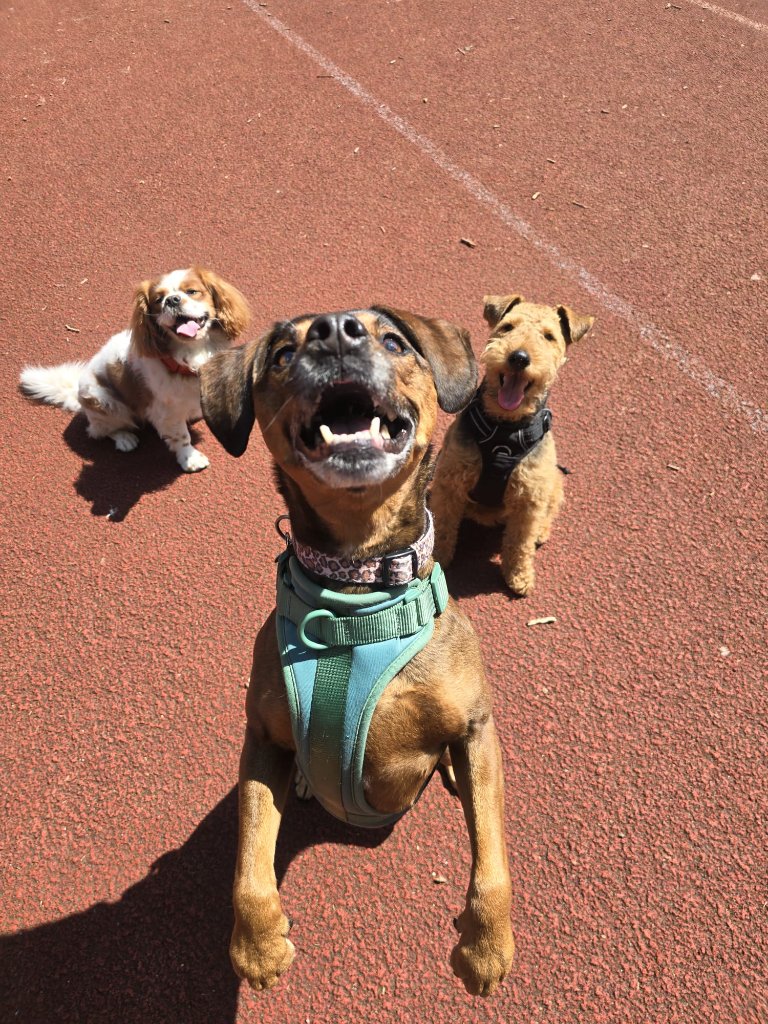RF Canine client 7