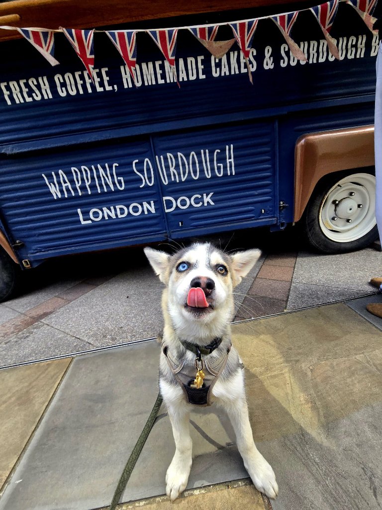 Professional dog training session with RF Canine in East London — positive reinforcement methods