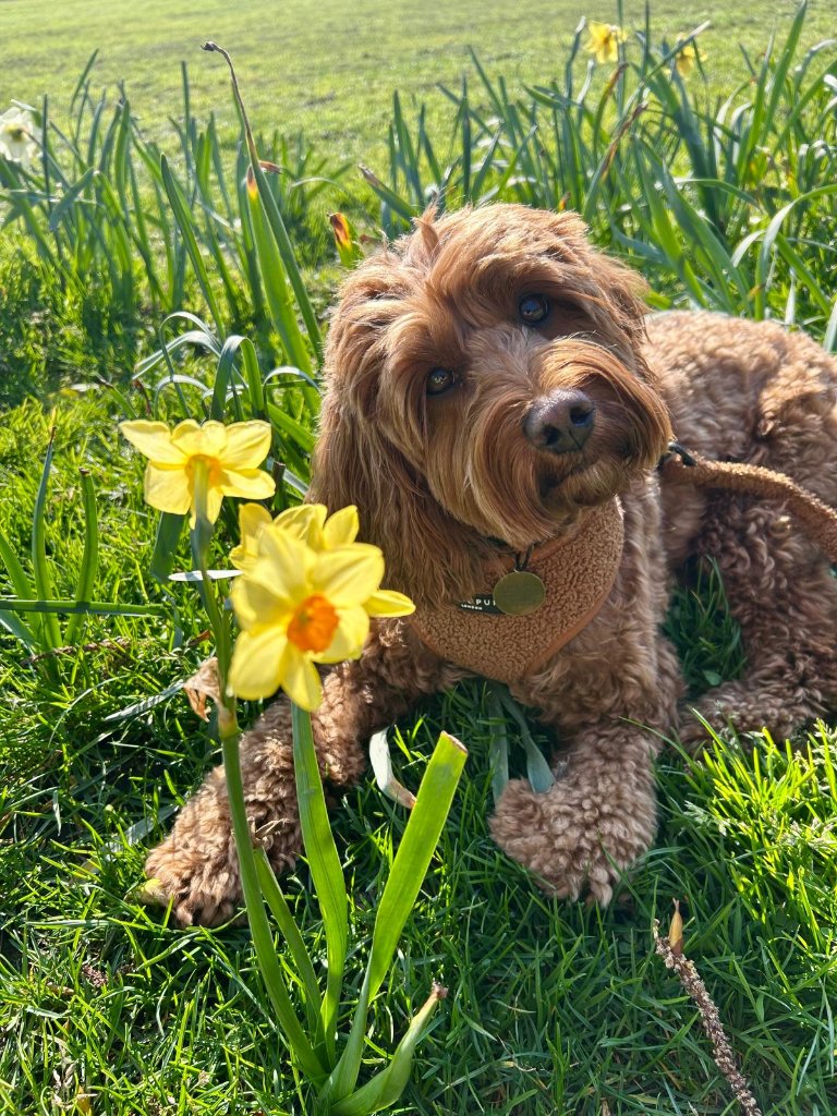 RF Canine client 23