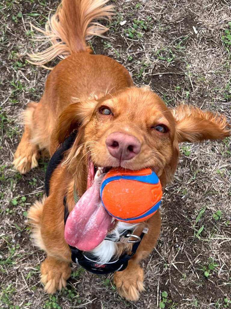 RF Canine client dog