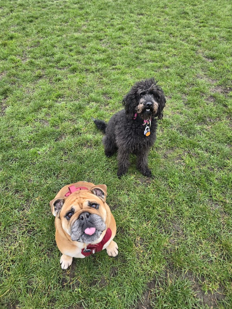 RF Canine client 1