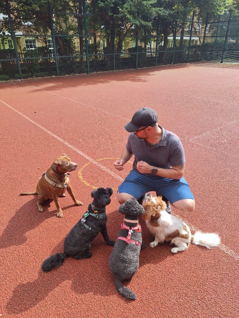 RF Canine training with multiple dogs