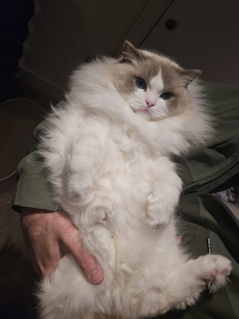 Cat sitting client in East London — home visit cat care by RF Canine