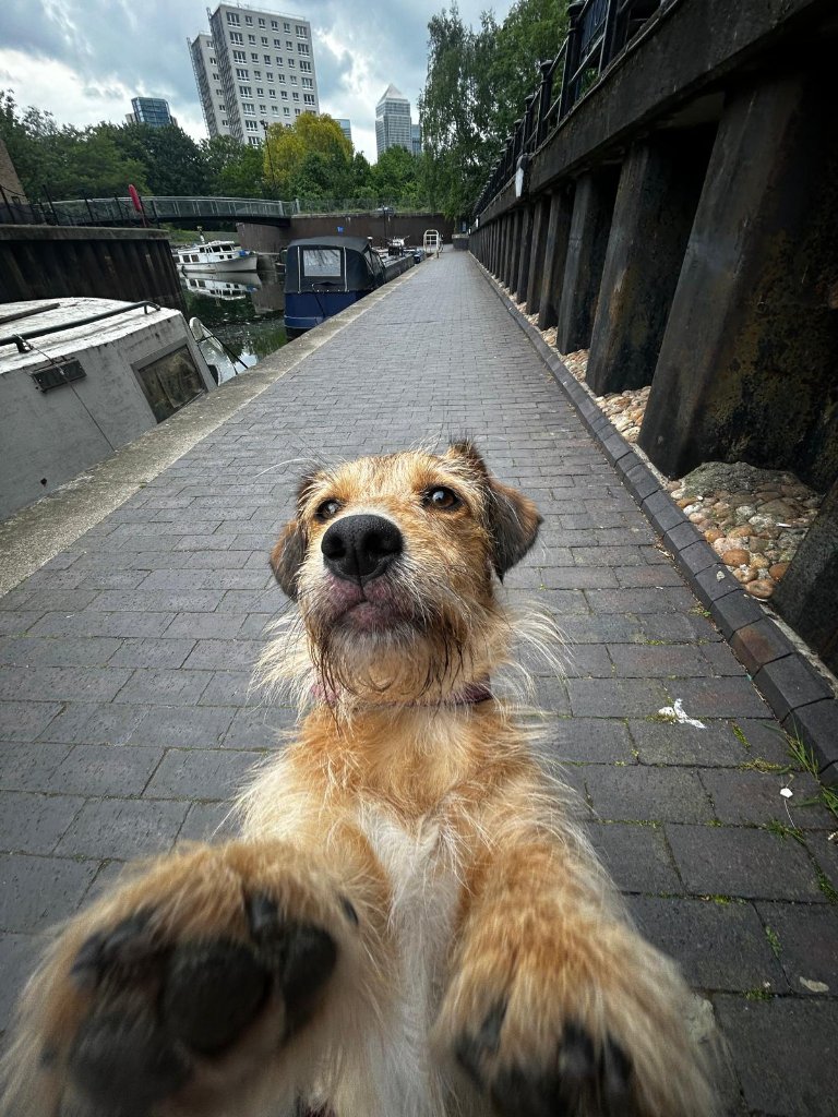 RF Canine client 11