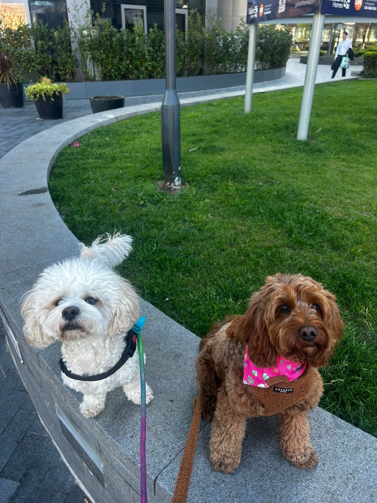 RF Canine client 6