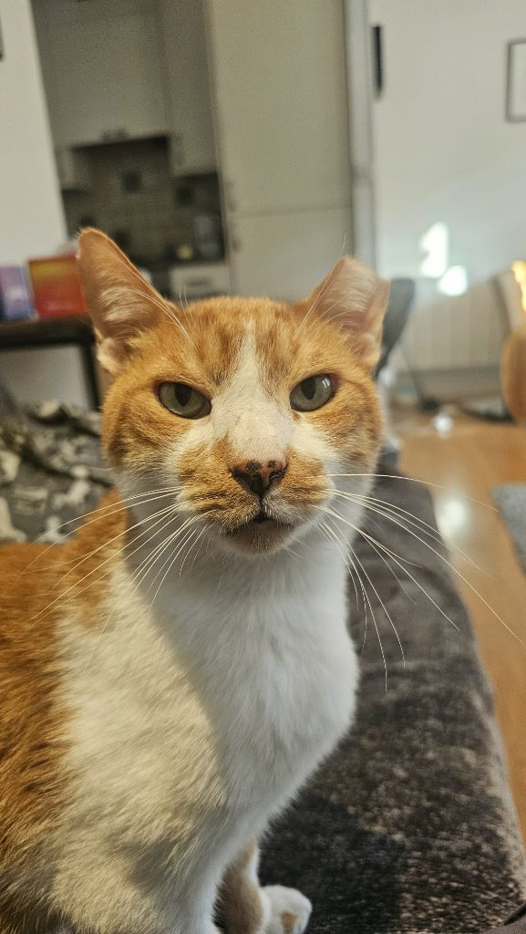 Cat sitting client in East London — home visit cat care by RF Canine