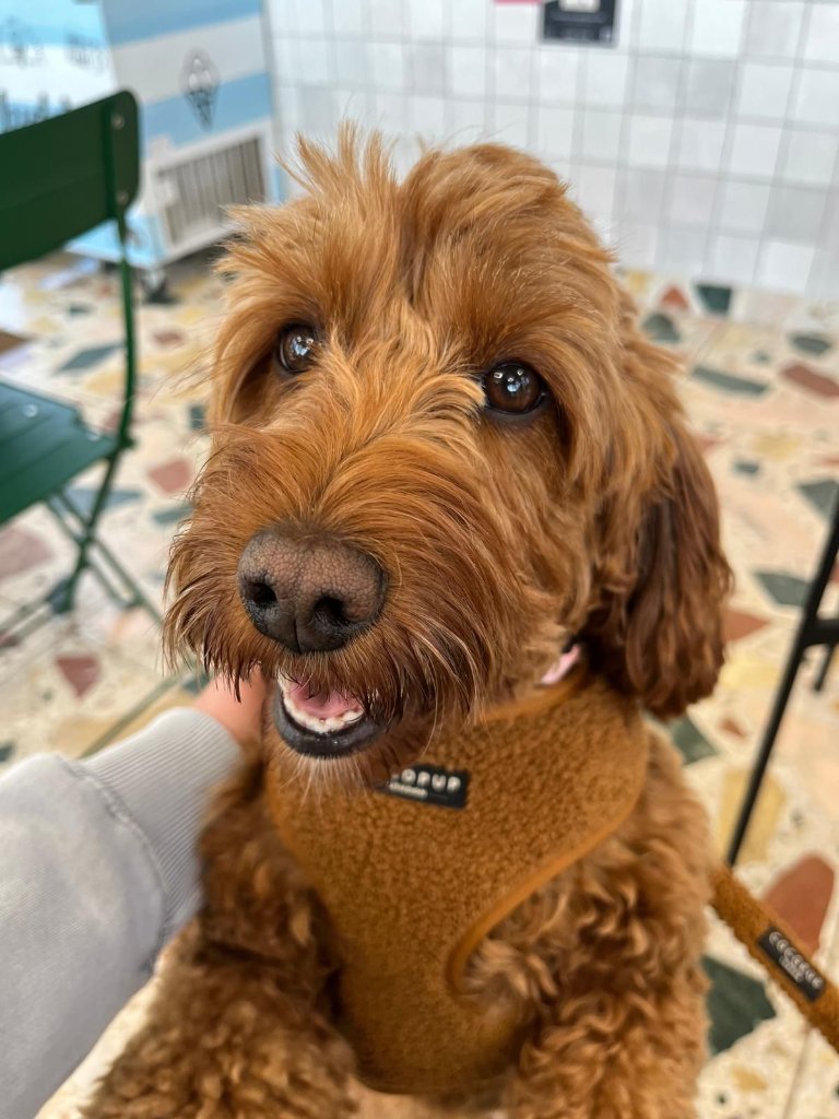 RF Canine client 29