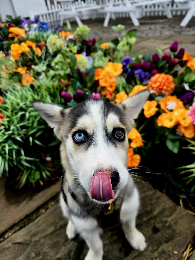 Puppy Training