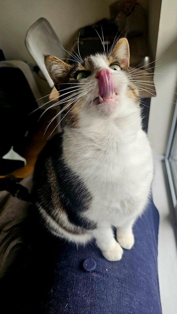 RF Canine cat sitting visit in East London — home visit care for cats