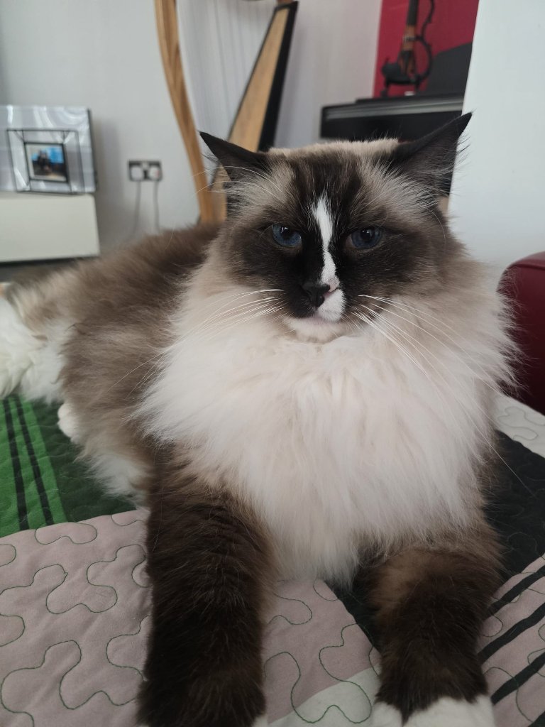 Cat sitting client in East London — home visit cat care by RF Canine