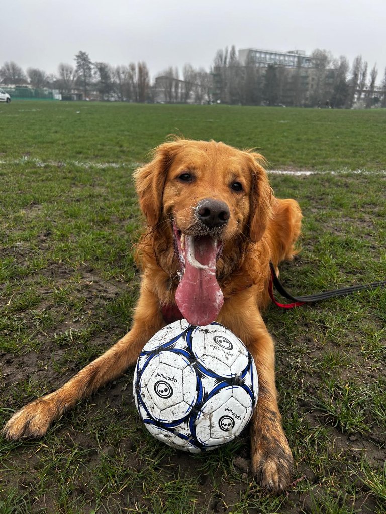 RF Canine dog walking