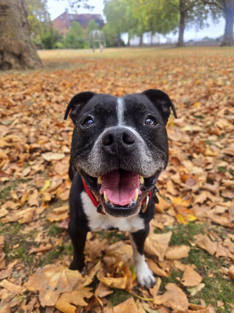 RF Canine client 28