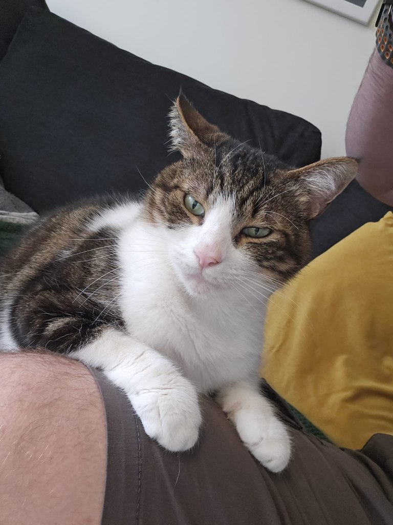 Cat sitting client in East London — home visit cat care by RF Canine