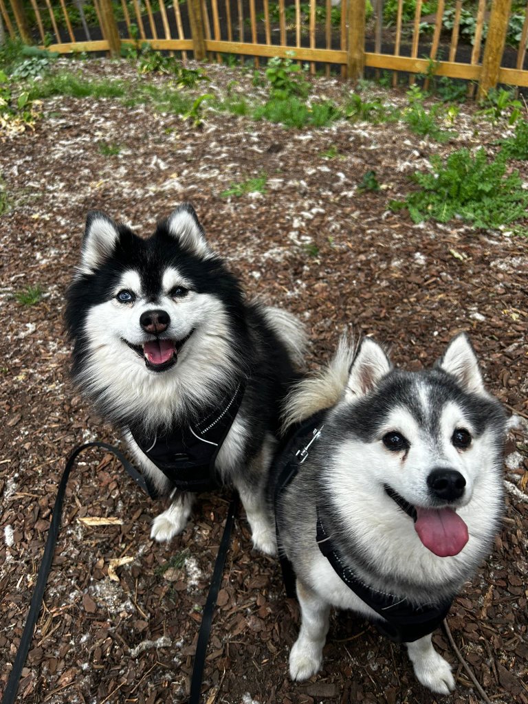 Dog Training