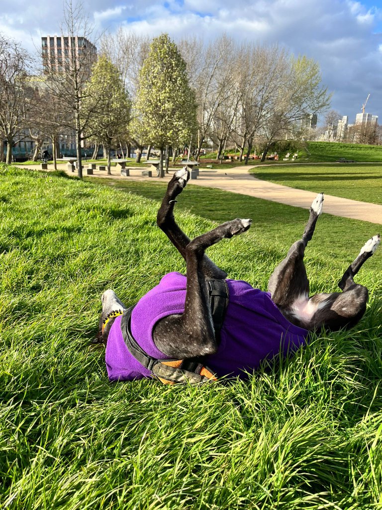 Dog Sitting