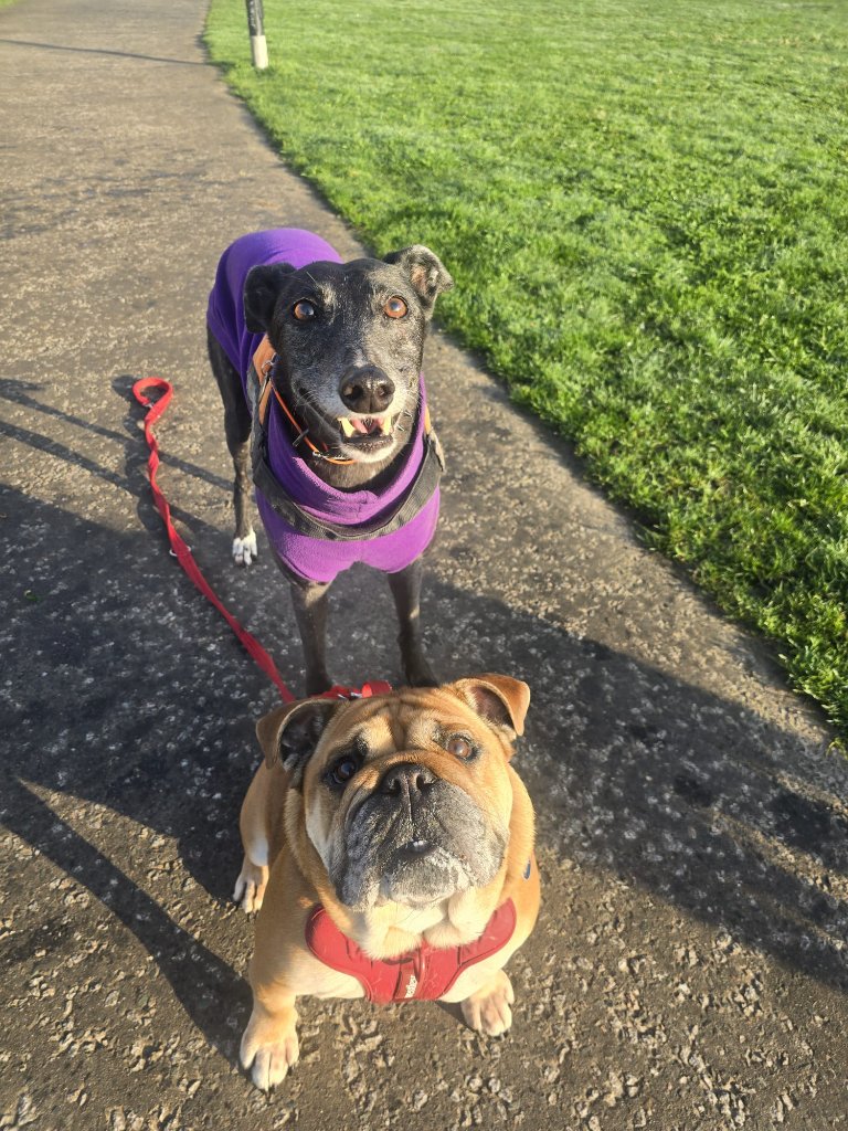 RF Canine client 2
