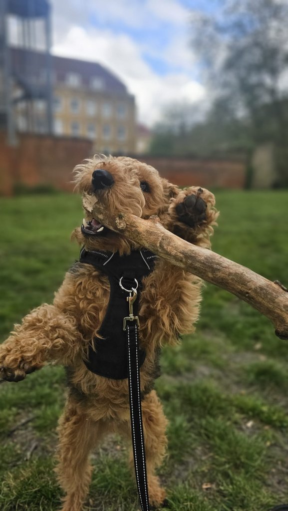 RF Canine pack dog walk in East London — small group of dogs walking together