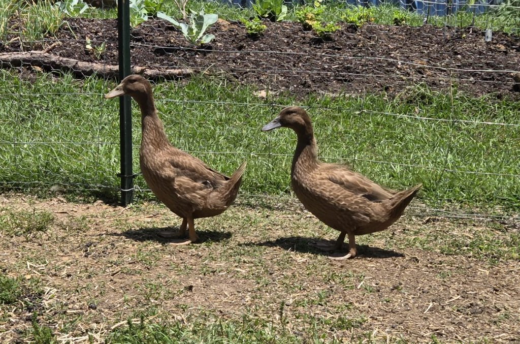 Ducks