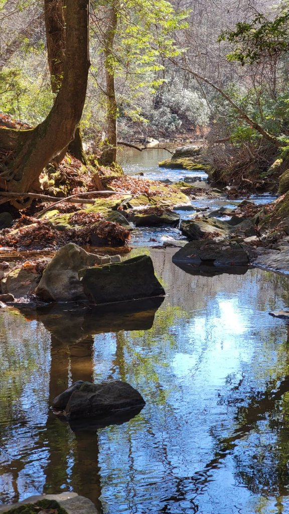 Creek flowing through Alabama woodland