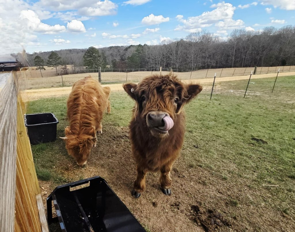 Highland Herd