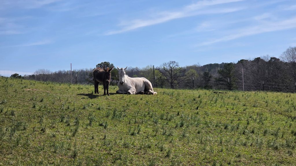 Daisy Mae the white horse resting in the Alabama pasture with Benny the donkey standing beside her