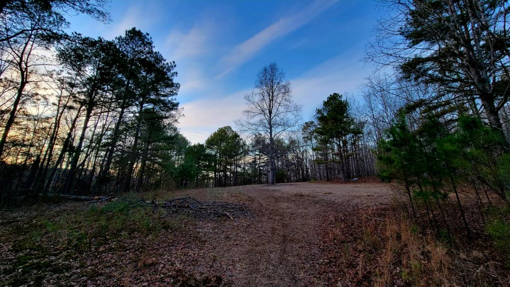 Forest Clearing