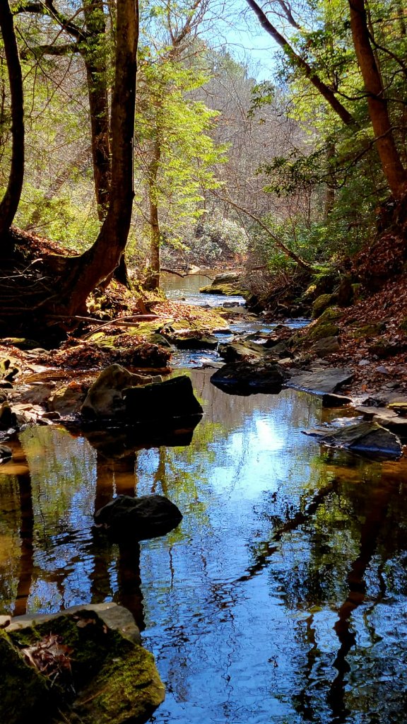 Forest Creek