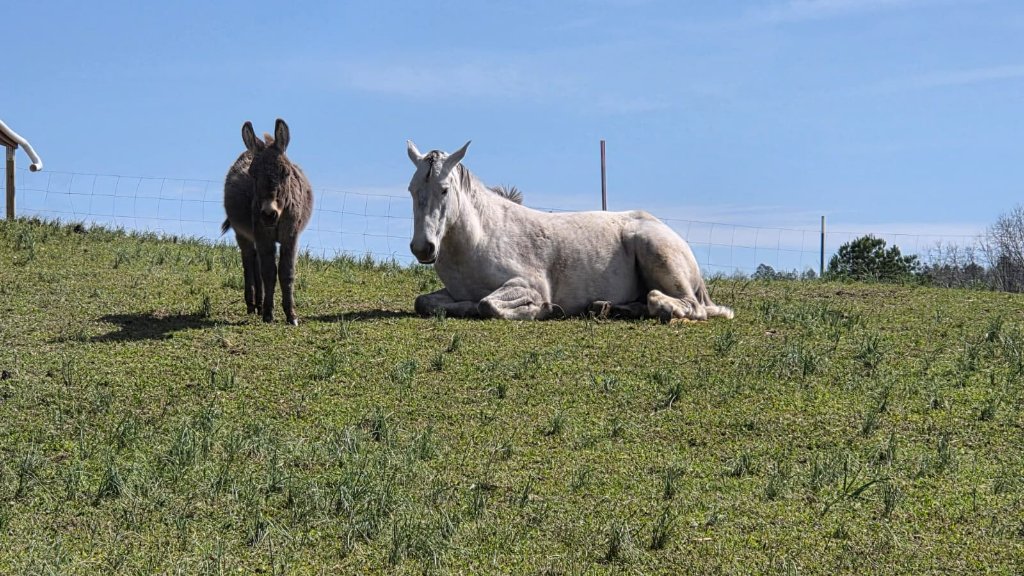 Donkey & Horse