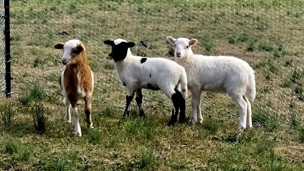 Nora, Harvey & Pearl