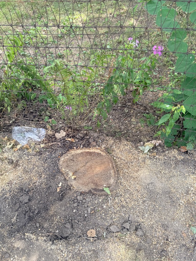 Before: Near Fence