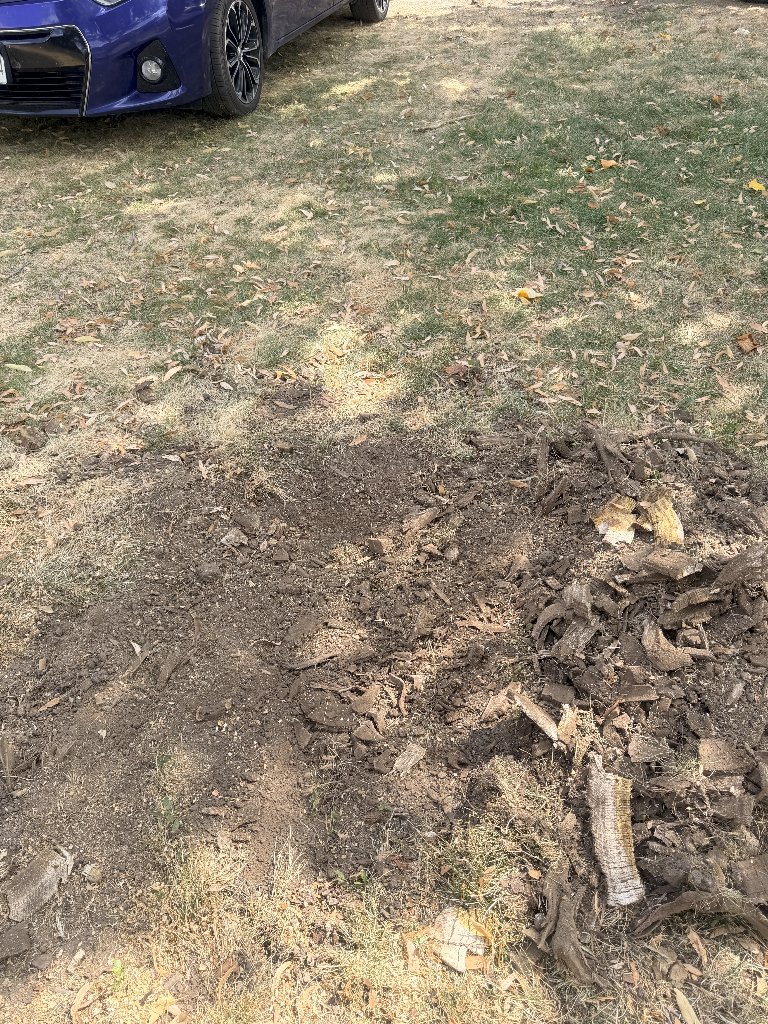 After: Backyard Removal