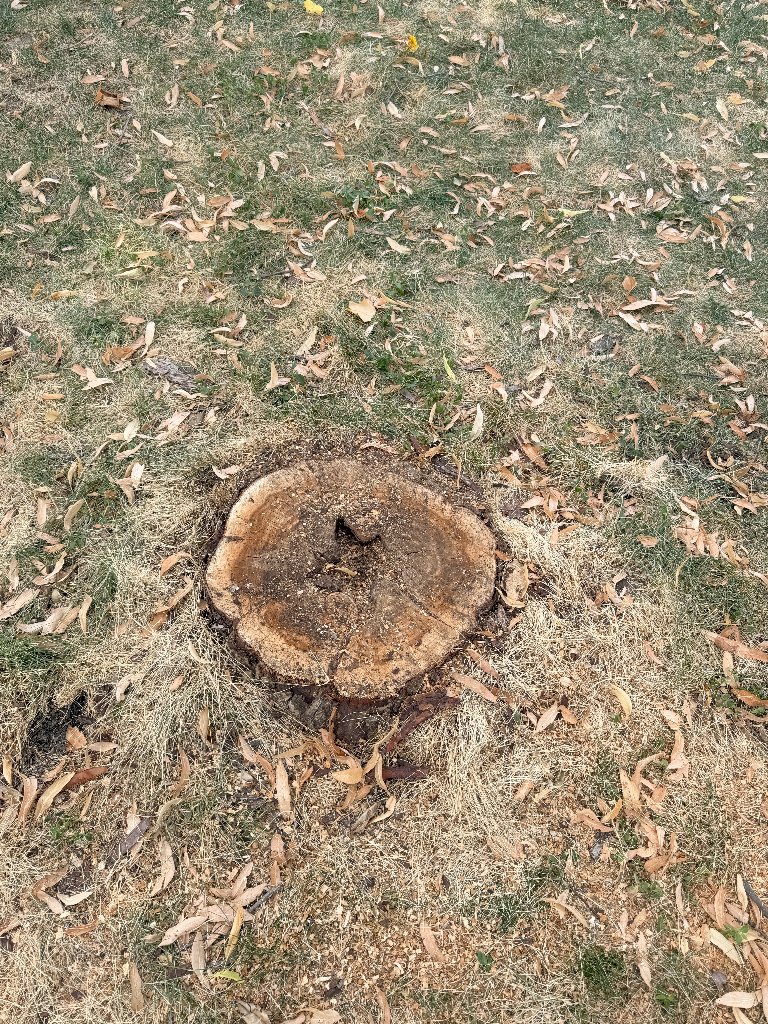 Before: Backyard Removal