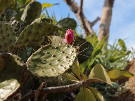 Cactáceas, bromelias y más