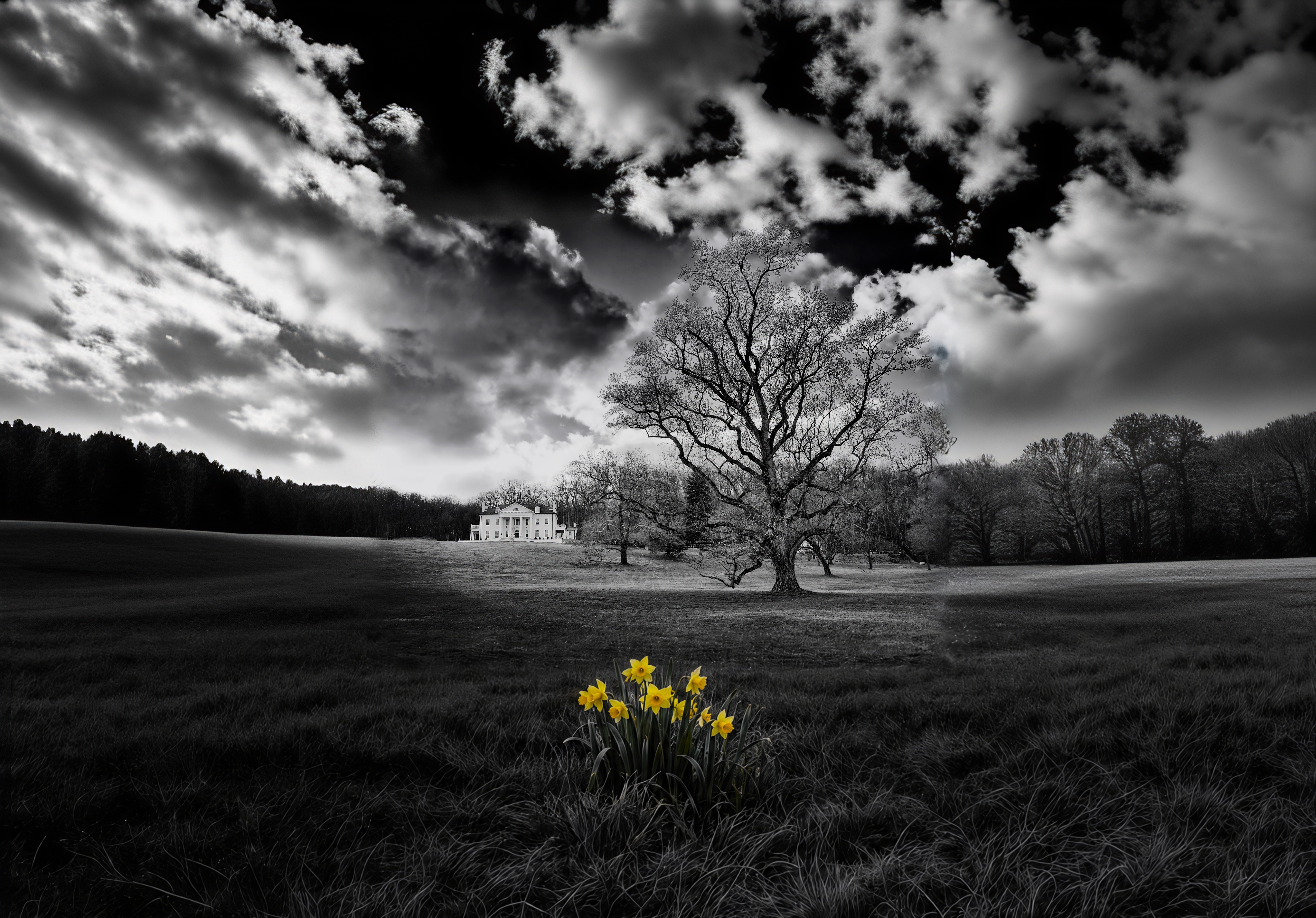 Selma Mansion with daffodils — selective color photograph