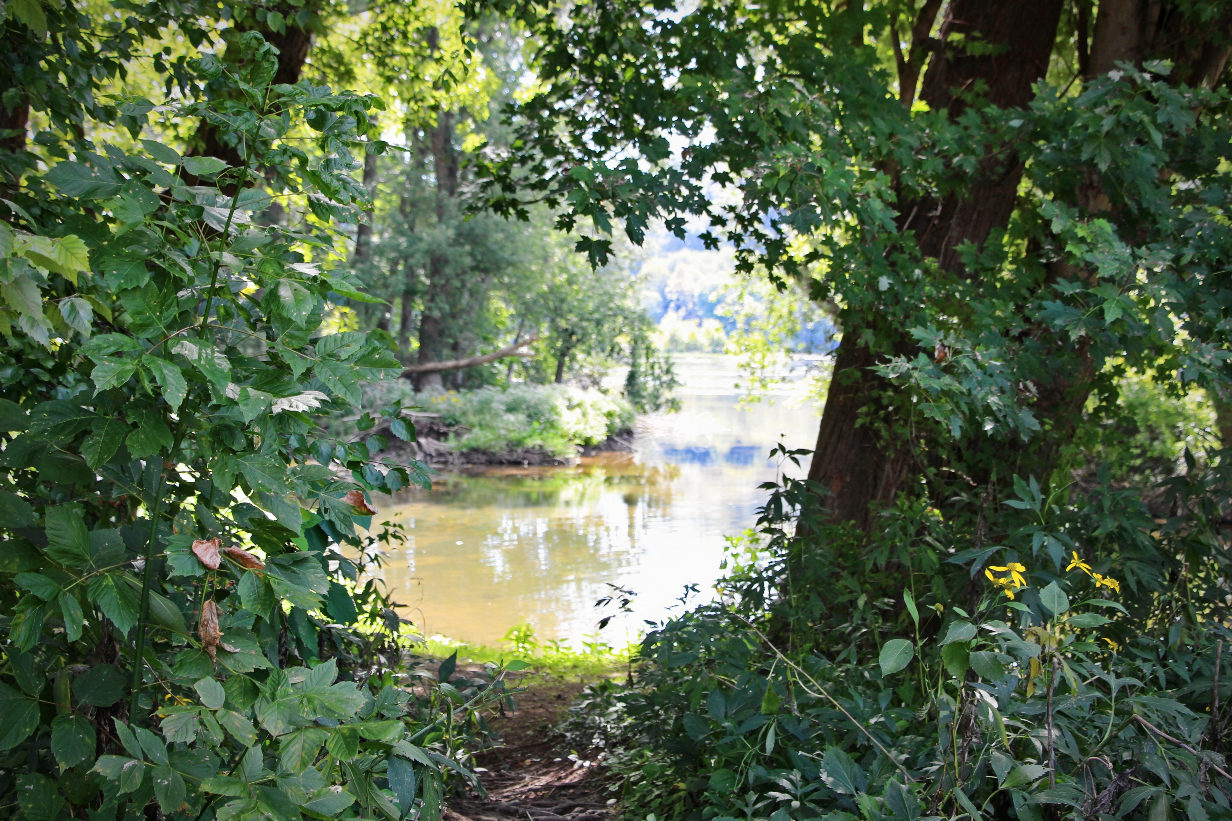 A still pool along the canal at Brunswick — the water reflecting the same trees the boatmen would have seen two centuries ago.