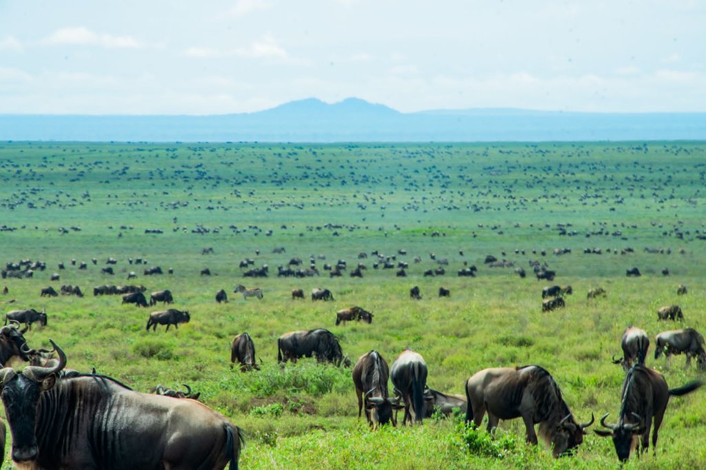 4-Day Calving Season Safari