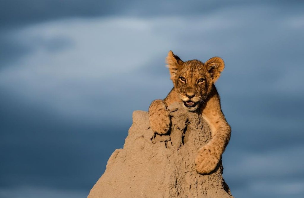 Amani Expeditions guide, Arusha Tanzania