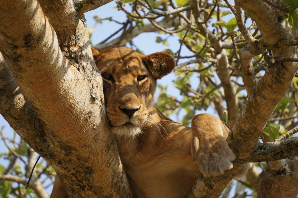 Safari guide and guests watching lions at dawn in the Serengeti