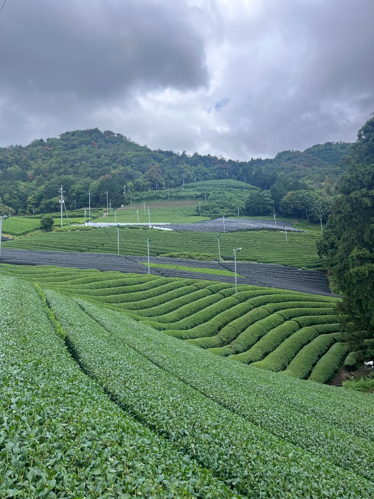 Japanese tea fields