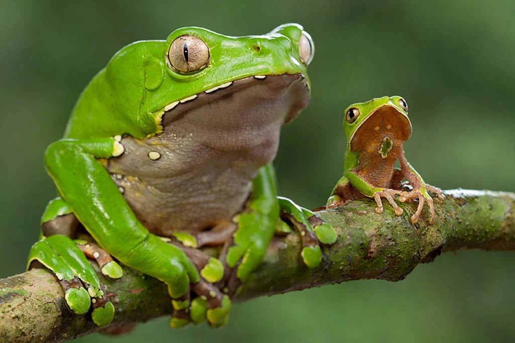 Rana Phyllomedusa bicolor, origen de la secreción tradicional de Kambó