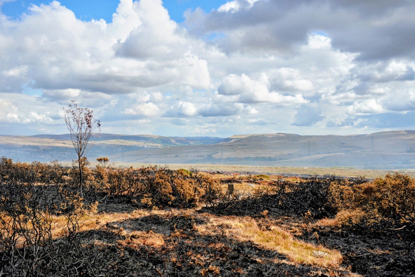 Scorched heather and bracken across open moorland