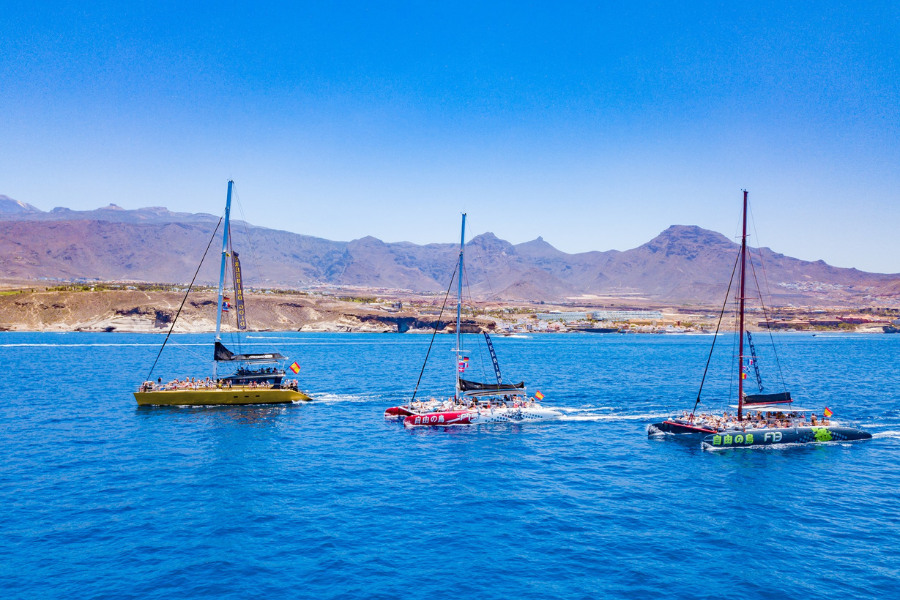 Whale & Dolphin Watching in Tenerife — What to Expect