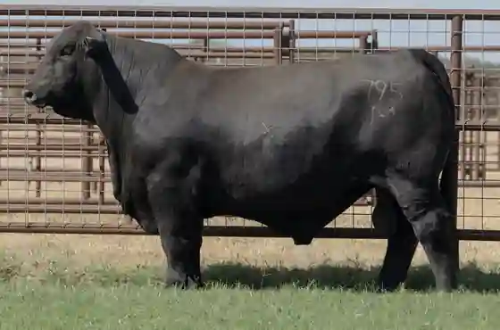 CFC King of Spades 795M – Brangus – Cross F Cattle