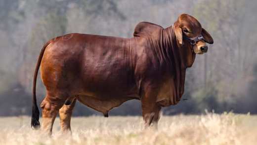 Mr Casaray Neo 74/14 – Brahman – Casaray Ranch