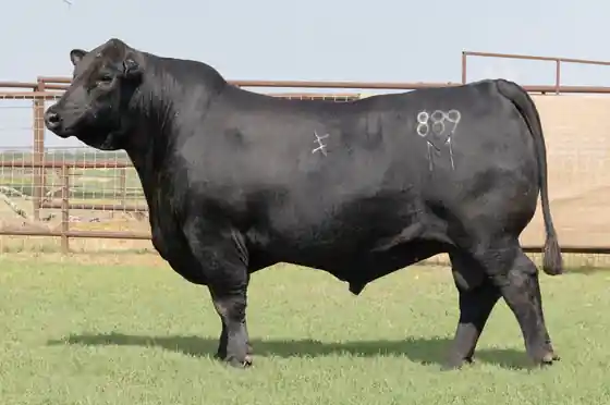 CFC Sho Boat 889M – Ultrablack – Cross F Cattle