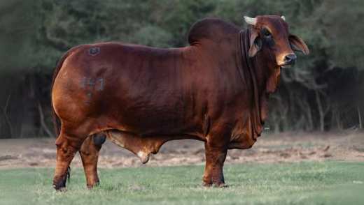 Mr Casaray X Ray 141/1 "Pastor" – Brahman – Casaray Ranch