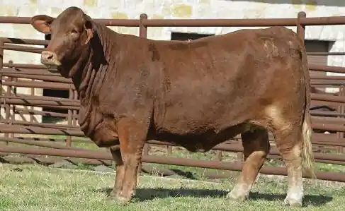 SWB 14424 ET