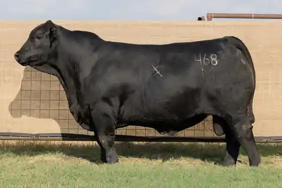 CFC Perfecto 468M