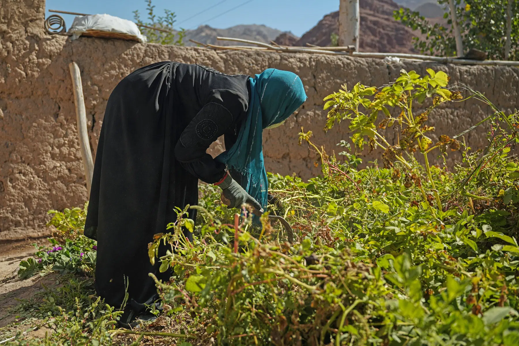Afghanistan